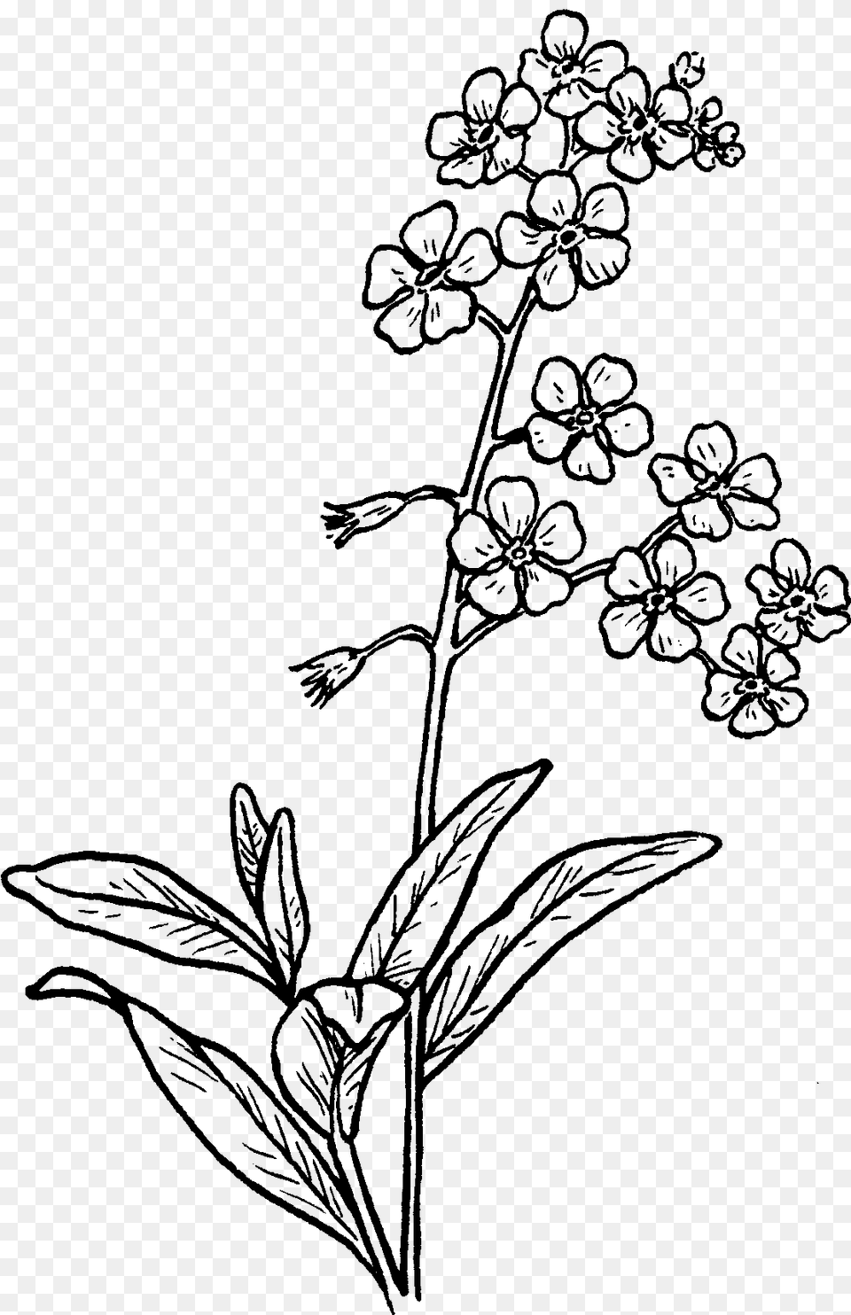 Flower Sketch Forget Me Not Flower Drawing, Gray Png Image