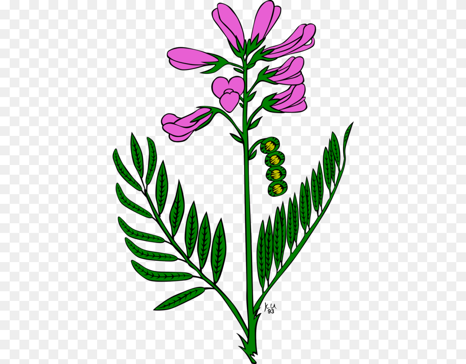Flower Snapdragons Download Qualcomm Snapdragon Computer Icons, Plant, Herbs, Green, Herbal Free Transparent Png