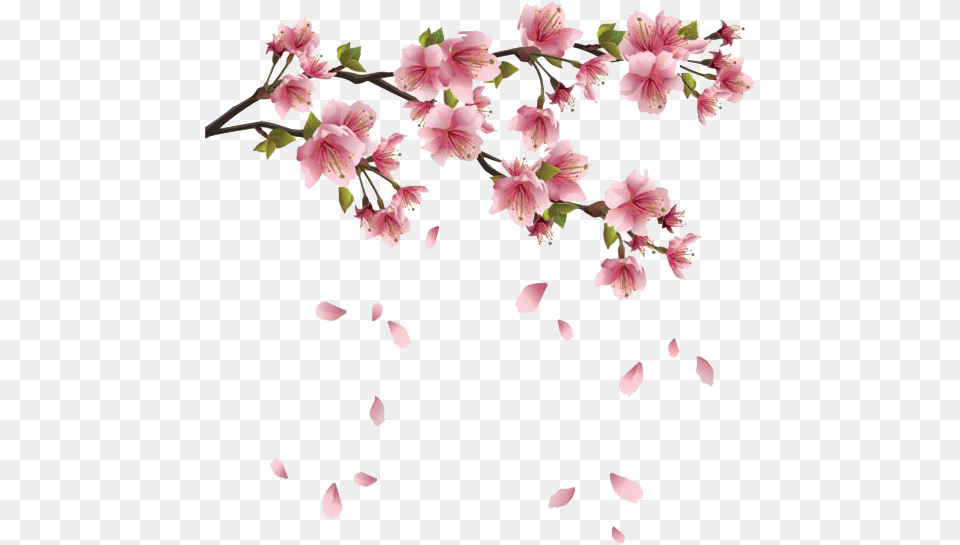 Flower Spring Branch Clip Art Spring, Petal, Plant, Cherry Blossom Free Transparent Png