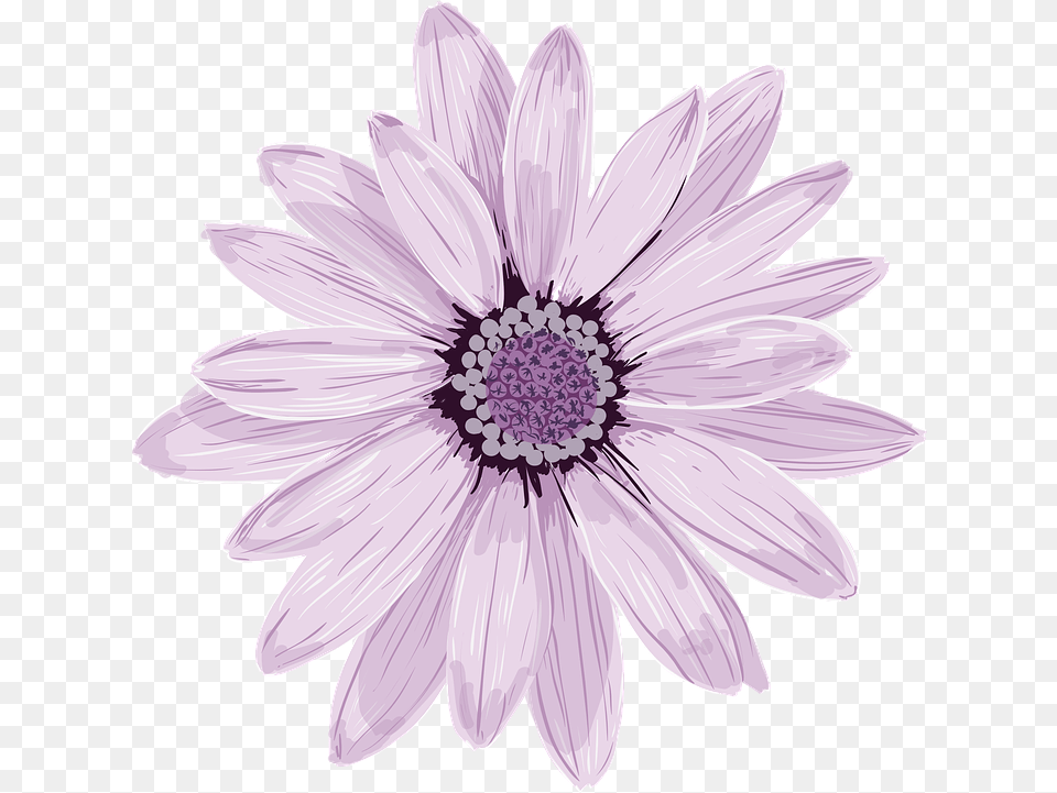 Flower Spring Fresh Stock Images, Dahlia, Daisy, Plant, Anemone Png