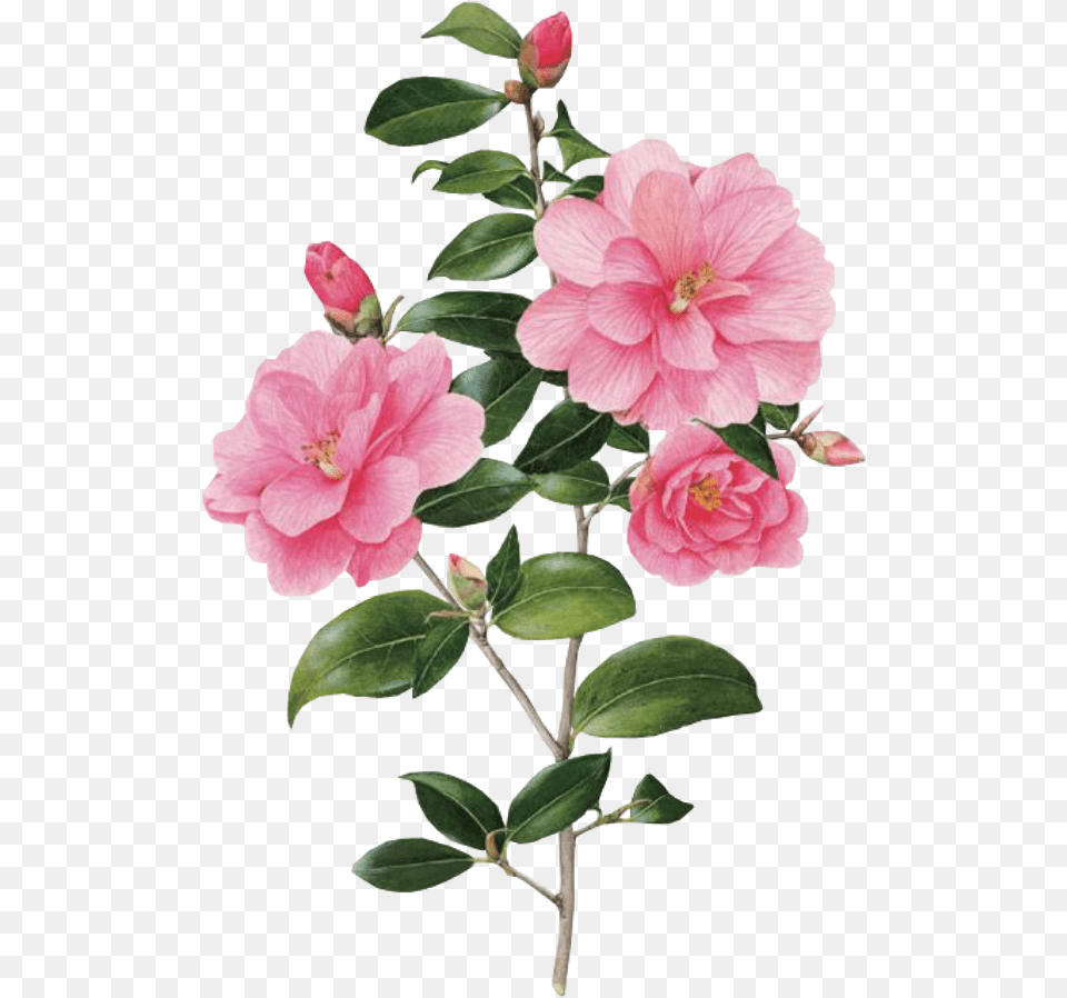 Flower Spring Overlay Edits Edit Pink Kpopedit Botanical Art, Geranium, Petal, Plant, Rose Free Png