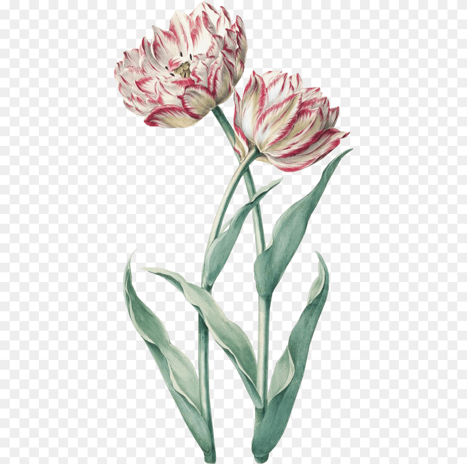 Flower Spring Pink Green Kpopedit Vintage Tulip Tulip Botanical Illustration, Petal, Plant, Carnation, Rose Free Png