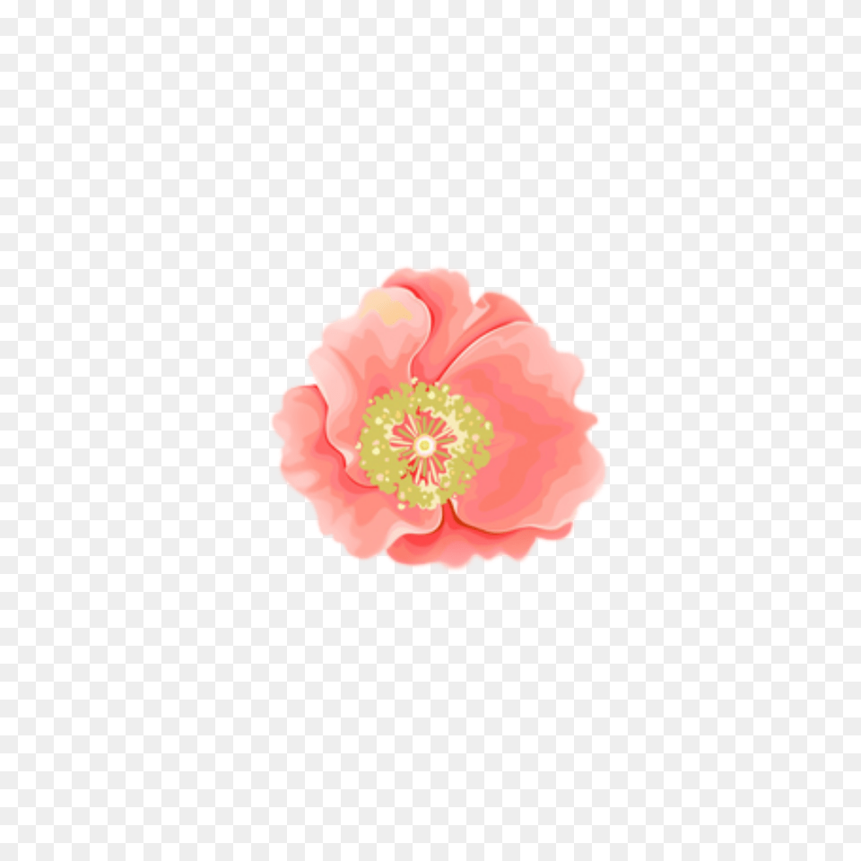 Flower Spring Pink Overlay Edit Edits Kpopedit Wate, Anemone, Anther, Petal, Plant Free Transparent Png