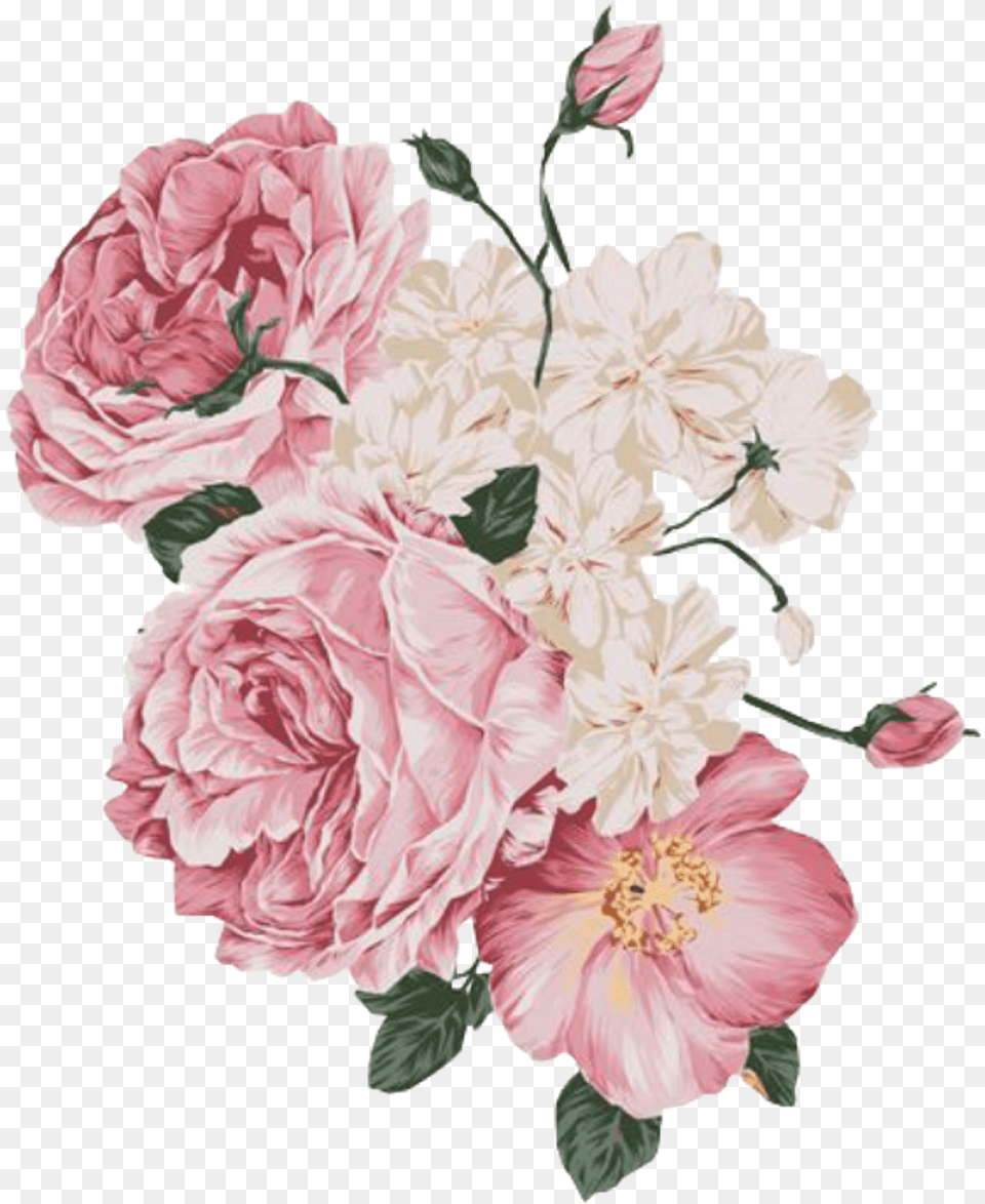 Flower Spring Pink Overlays, Plant, Carnation, Rose, Art Png