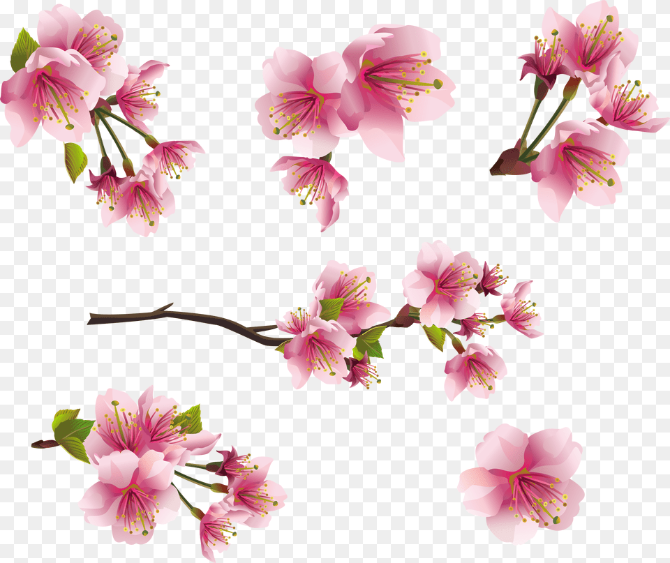 Flower Spring Pink Tiny Flowers, Anther, Plant, Petal, Pollen Free Png