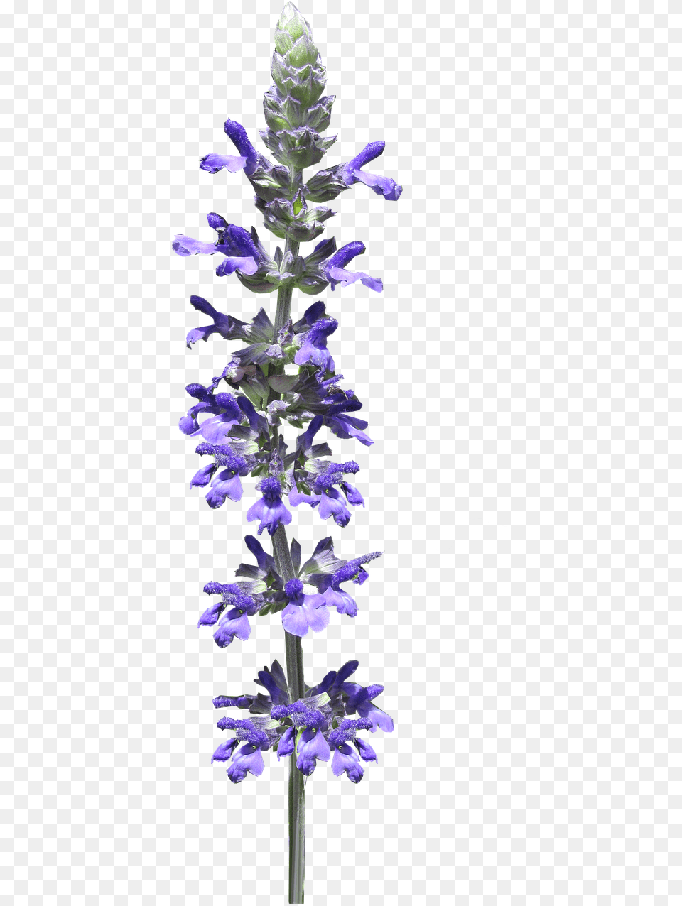 Flower Stem Blue Flower, Lupin, Plant, Acanthaceae, Iris Png