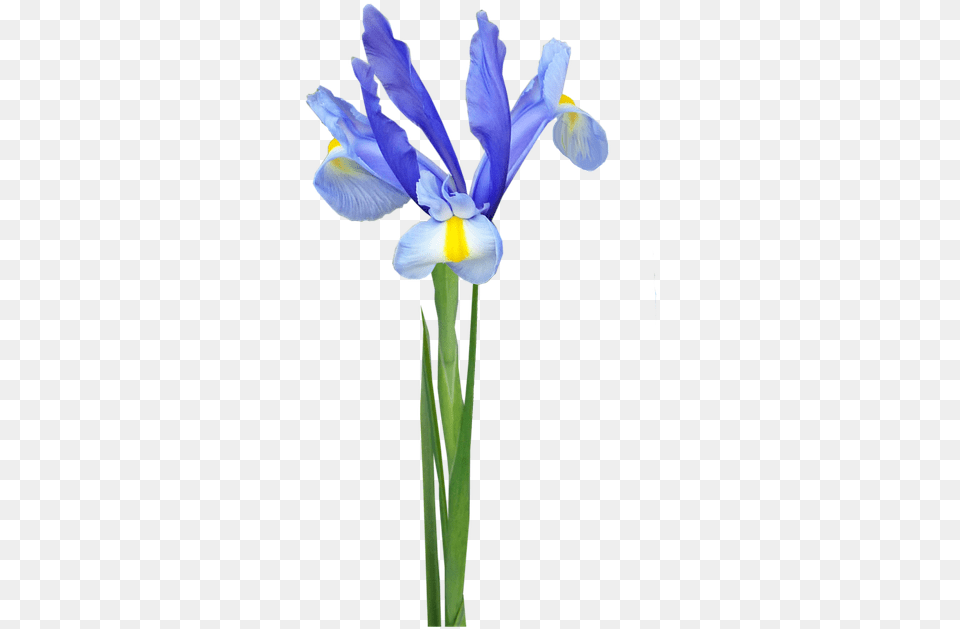 Flower Stem Blue Image On Pixabay Algerian Iris, Plant, Petal, Cross, Symbol Free Transparent Png