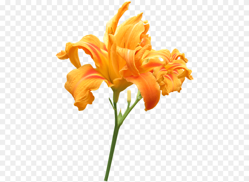 Flower Stem Day Lily Flowers With Stem, Plant, Petal Png Image