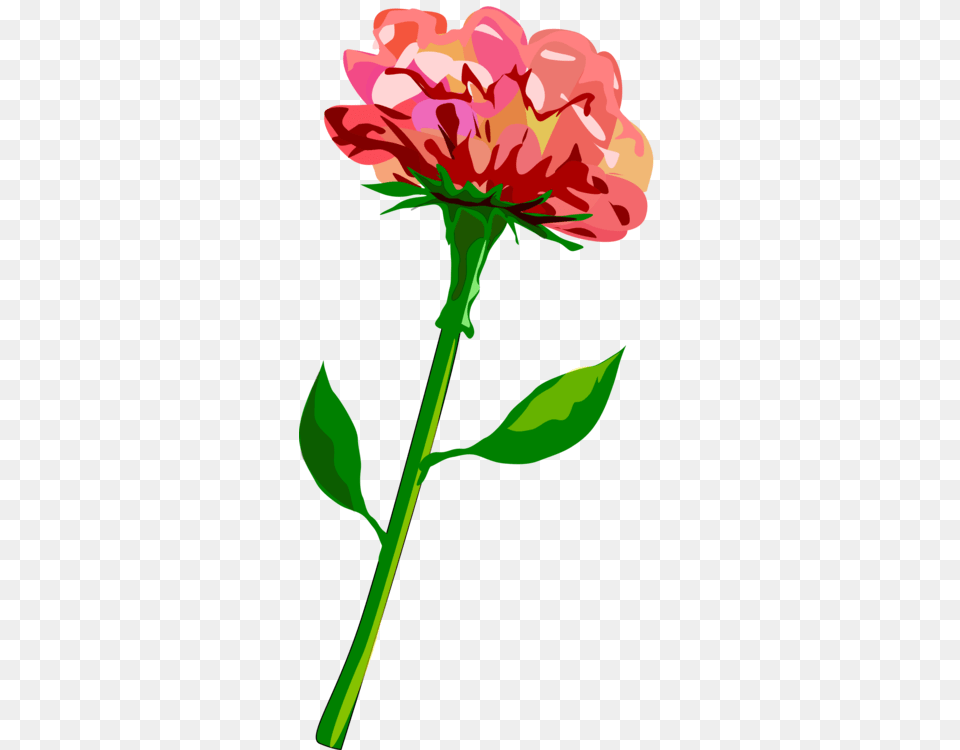 Flower Stem Image Flower Border Clip Art, Carnation, Plant, Rose, Petal Free Png