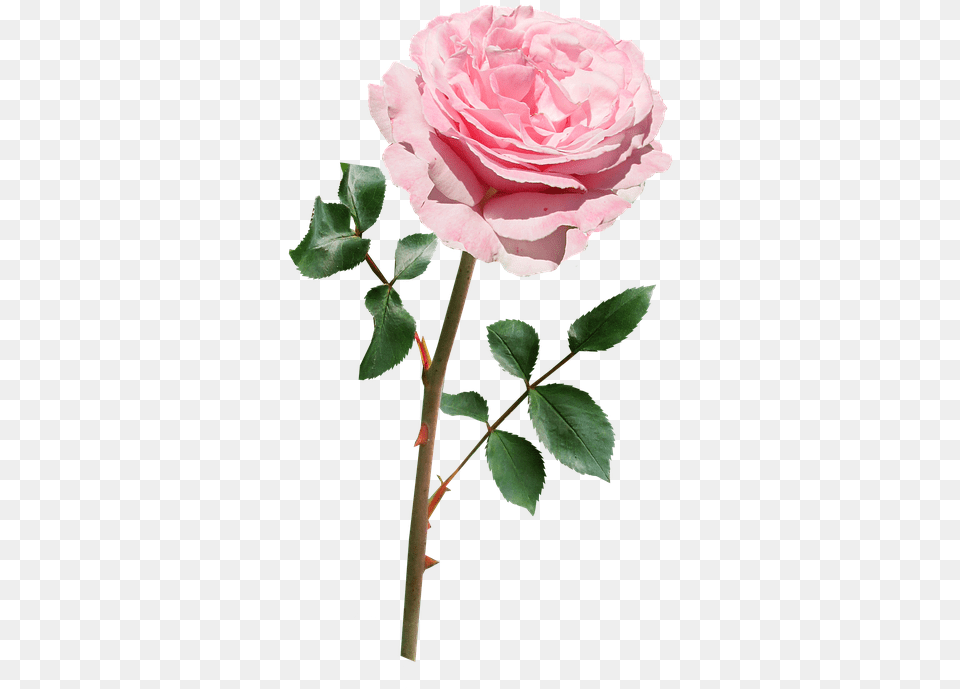 Flower Stem Pink Flower With Stem Clip Art, Plant, Rose Png Image