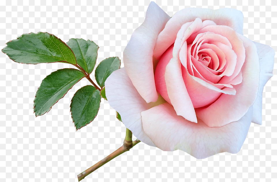 Flower Stem Pink Photo On Pixabay Flower, Plant, Rose, Petal Png