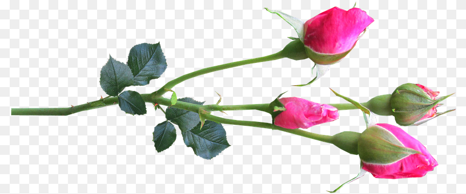 Flower Stem Rose Buds Pink Rose Buds, Bud, Plant, Sprout, Petal Free Png