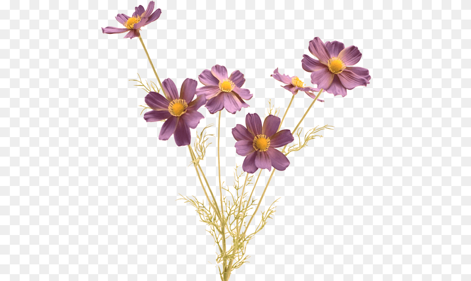 Flower Stem Transparent Lord Bless You And Keep You, Anemone, Anther, Daisy, Geranium Png Image