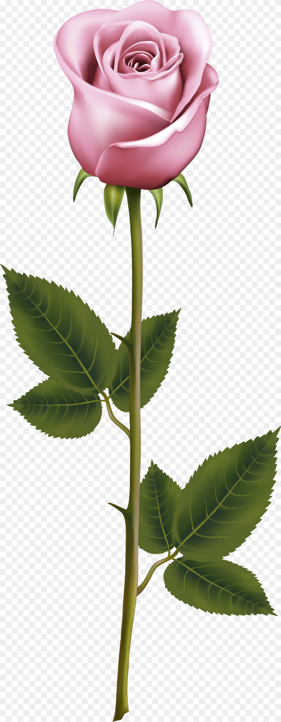 Flower Stems Picture Rose With Stem Png