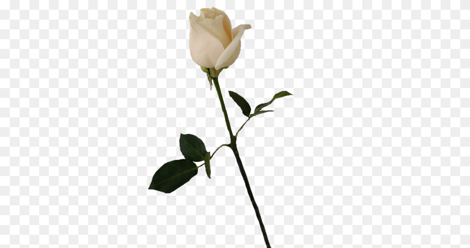 Flower Stems White Rose Bud Plant Free Transparent Png