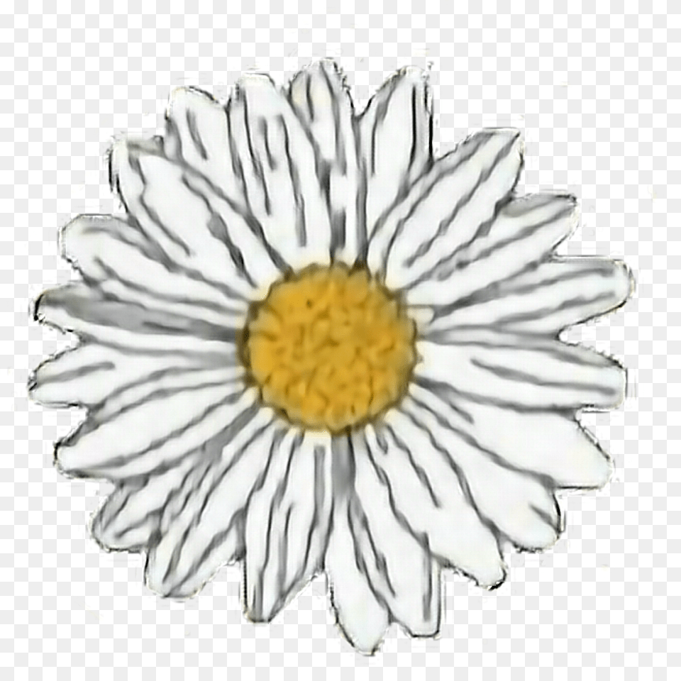 Flower Sticker Daisy Stickers, Petal, Plant, Anemone Png Image