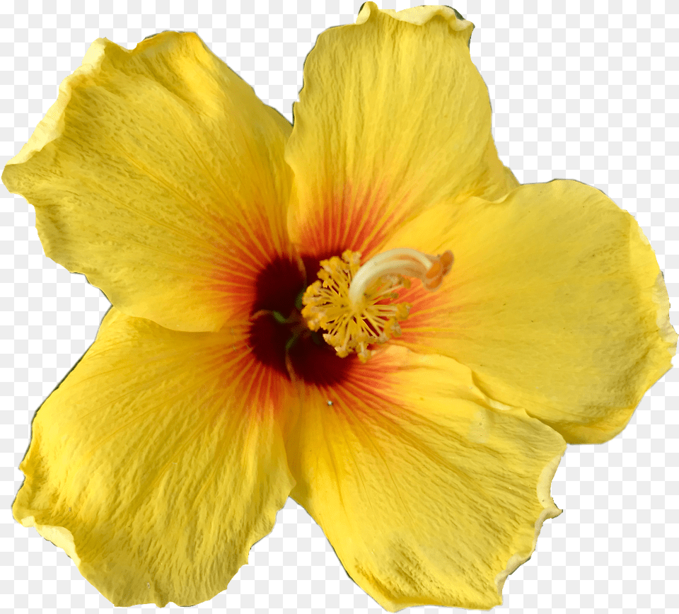 Flower Sticker Hawaiian Hibiscus, Plant, Pollen, Petal, Rose Free Transparent Png