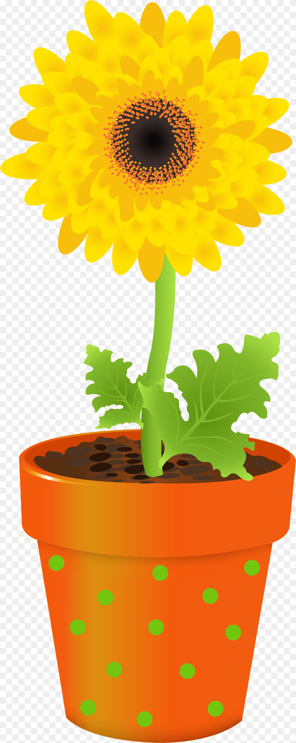 Flower Stock Photography Clip Art Transprent Clip Art, Daisy, Plant, Potted Plant, Sunflower Free Png Download