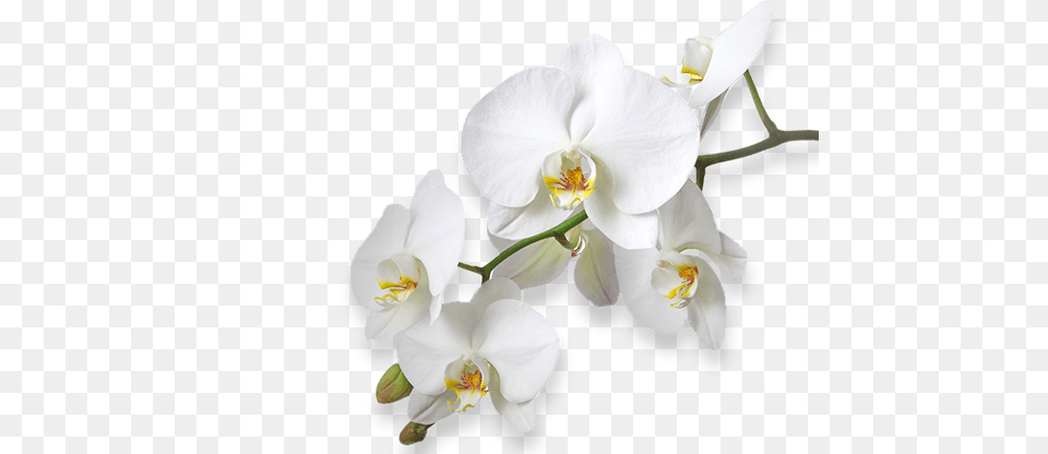 Flower Storczyki Bia E Fototapeta Tapeta 312 X 219 Cm, Orchid, Plant Free Png