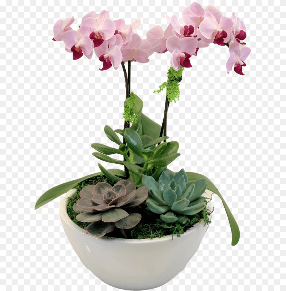 Flower Store In Milton Phalaenopsis Sanderiana, Flower Arrangement, Plant, Potted Plant, Orchid Png Image