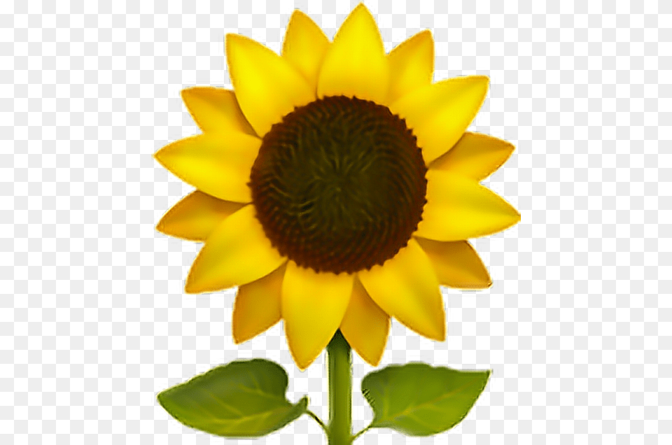 Flower Sun Freeedit Iphone Emoji Sunflower, Plant Free Png