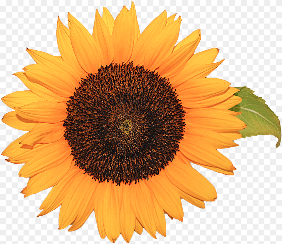 Flower Sunflower Yellow Nature Background, Plant, Daisy Png Image
