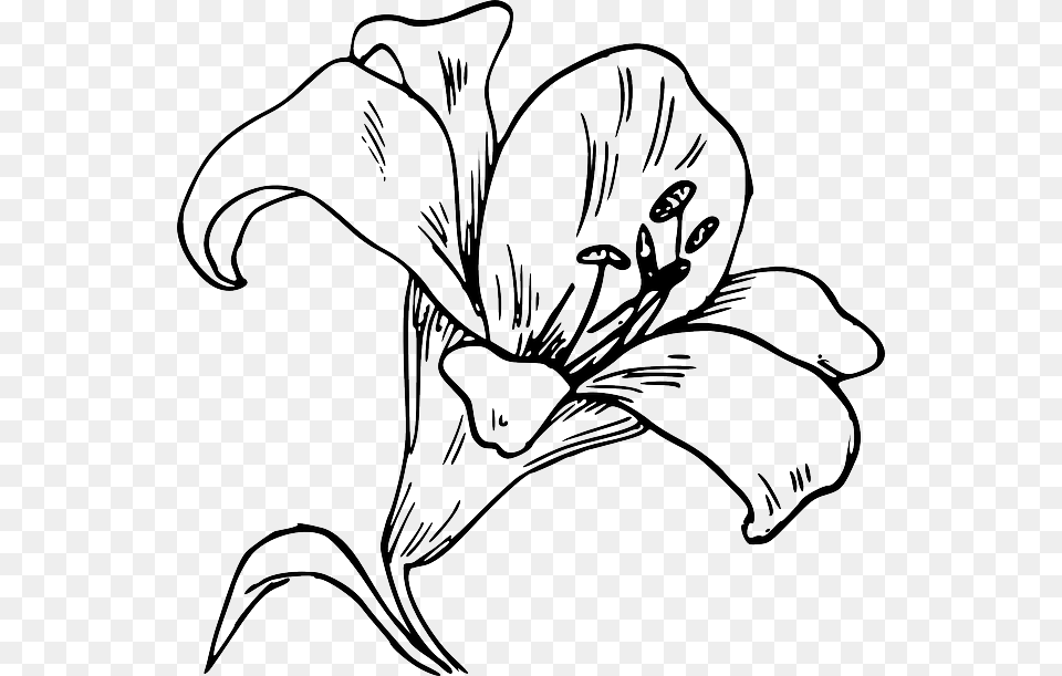 Flower Tattoo Lily Clip Art, Plant, Drawing, Head, Person Free Png