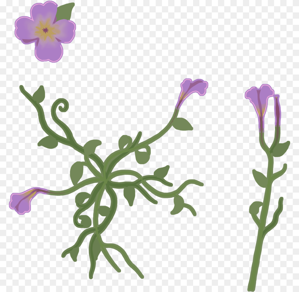 Flower Texture Viola, Acanthaceae, Geranium, Petal, Plant Free Png Download