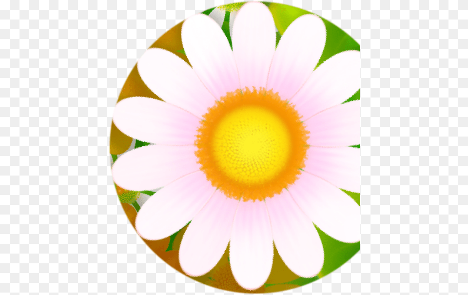 Flower Textures, Anemone, Daisy, Plant, Petal Free Png Download