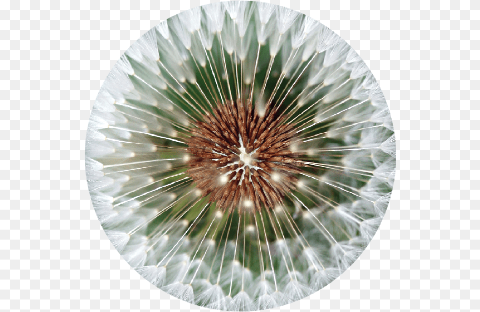 Flower That You Make A Wish, Plant, Dandelion Free Transparent Png