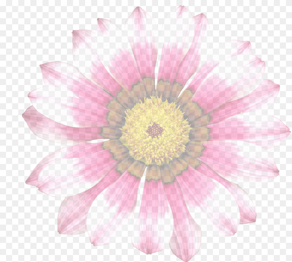 Flower Translucent, Daisy, Plant, Petal, Treasure Flower Png Image
