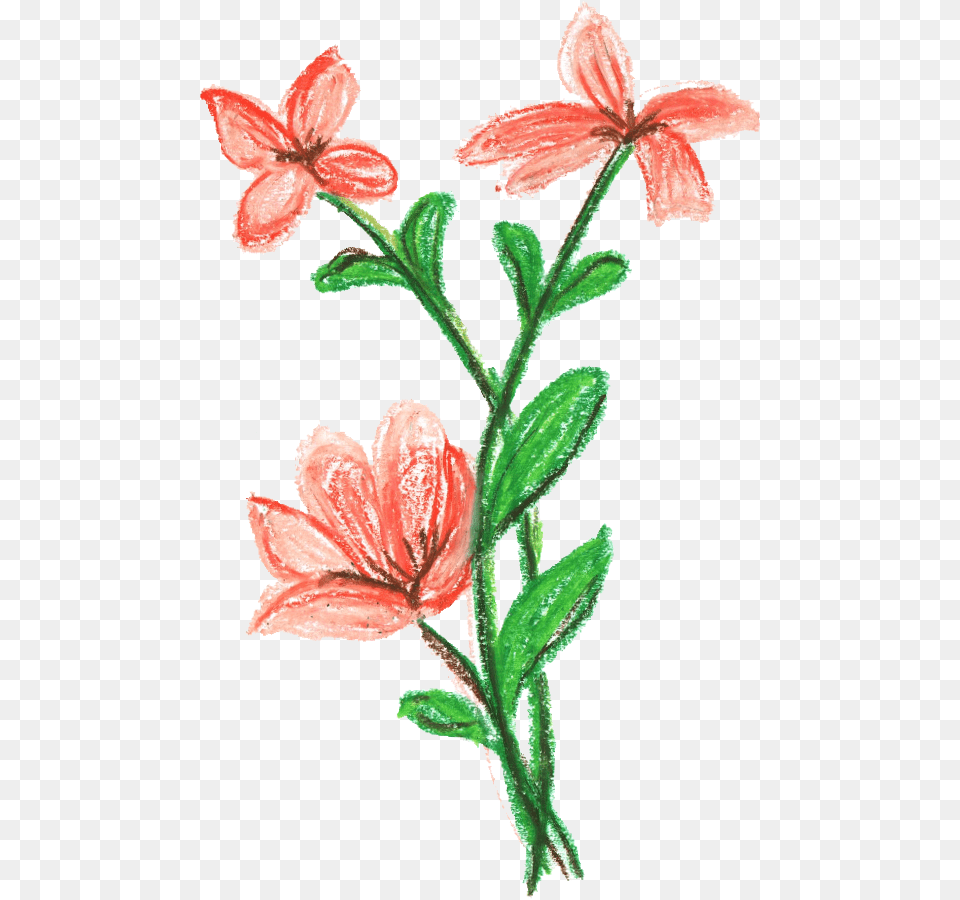 Flower Plant, Petal, Hibiscus Free Transparent Png