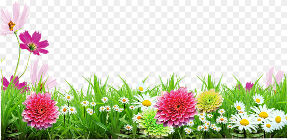 Flower Background Frames, Dahlia, Plant, Petal, Outdoors Free Transparent Png