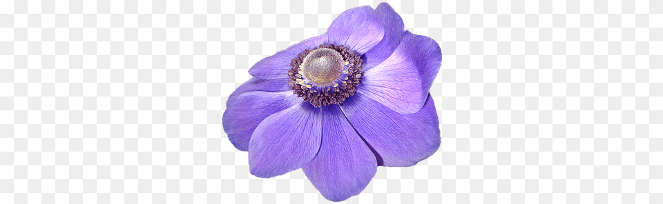 Flower Transparent Background U0026 Fiore Viola Con Sfondo Trasparente, Anemone, Plant, Petal, Person Free Png