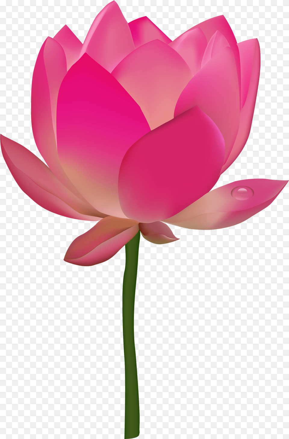 Flower Transparent Clipart Image Of Lotus, Petal, Plant, Rose, Dahlia Free Png