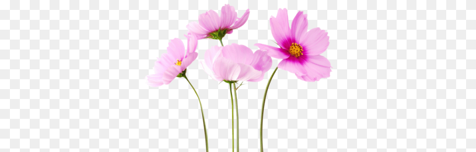 Flower Transparent Image And Clipart, Anemone, Anther, Daisy, Petal Png