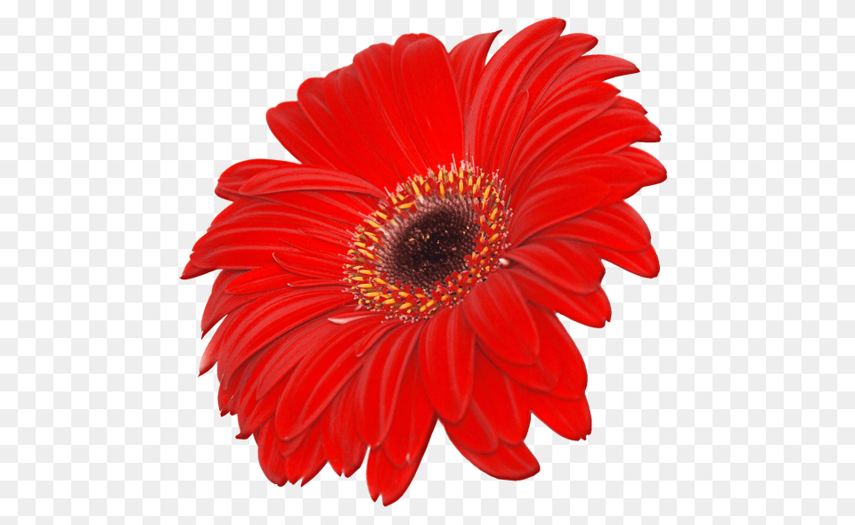 Flower Pictures, Daisy, Plant, Petal, Anther Free Transparent Png