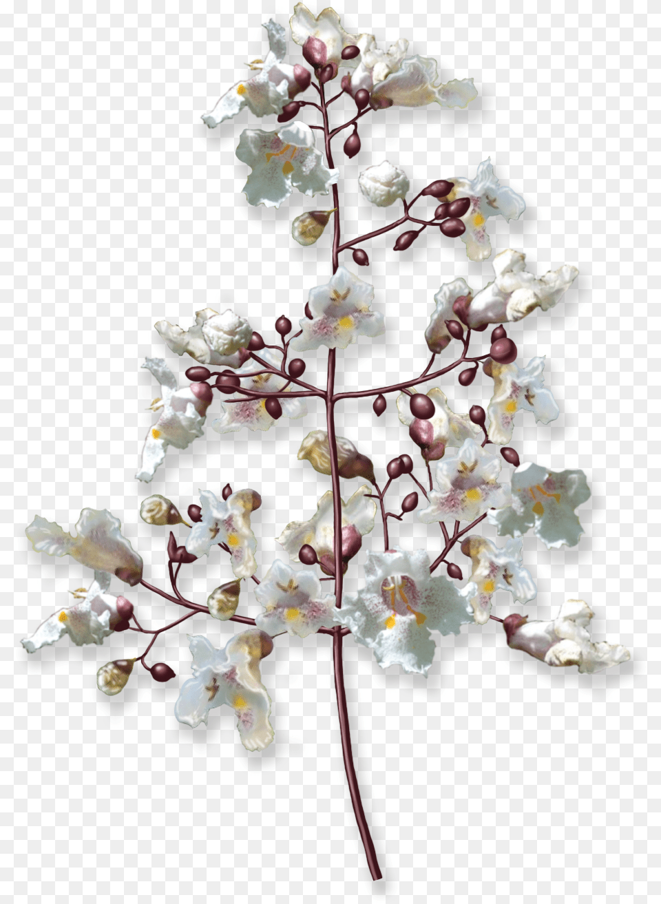 Flower Tree, Plant Free Png