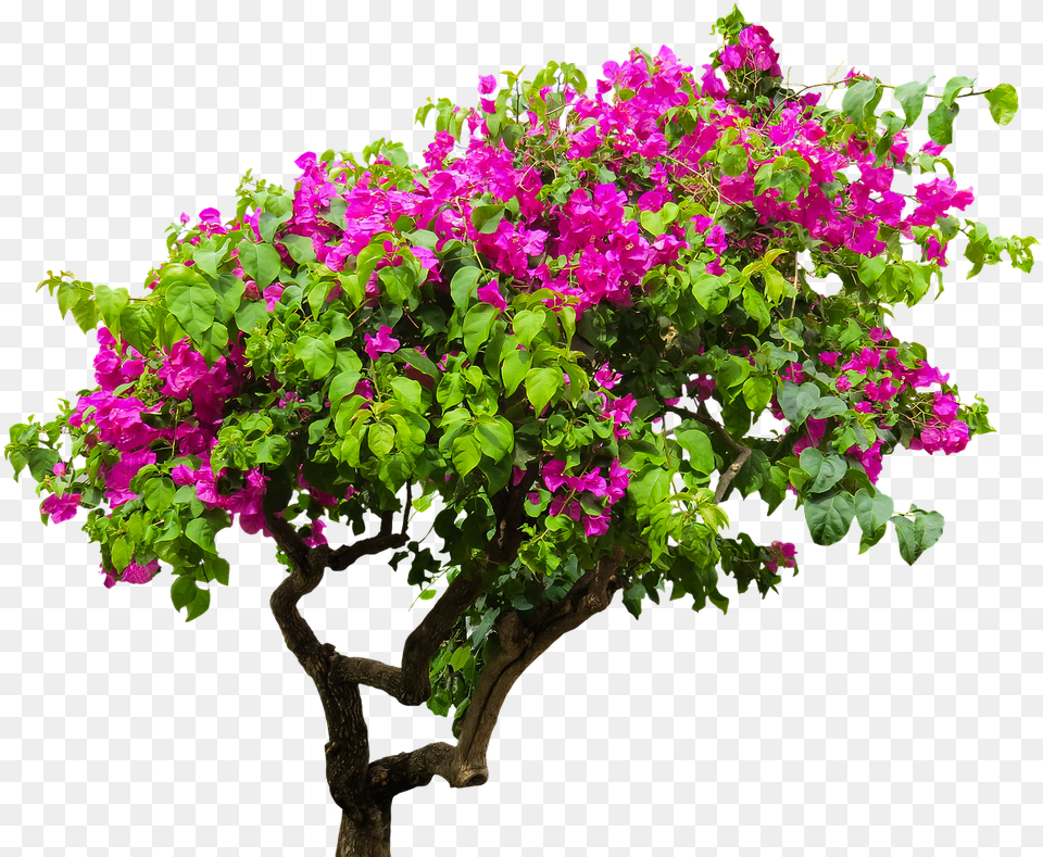 Flower Tree Images Bougainvillea Tree, Geranium, Plant, Potted Plant, Flower Arrangement Free Transparent Png