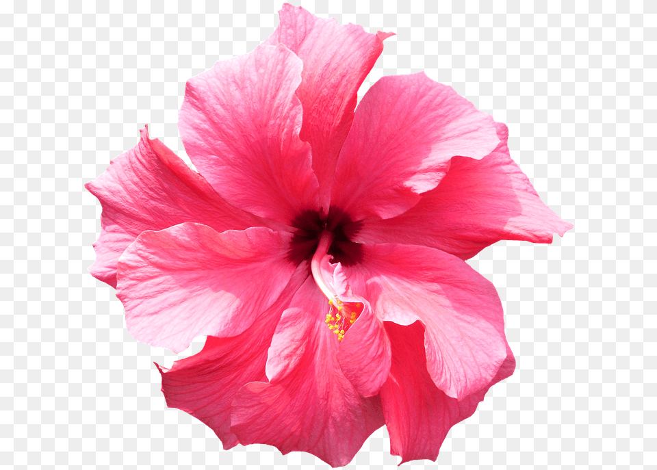 Flower Tropical Image Tropical Flower Transparent Background, Hibiscus, Plant, Rose Free Png Download