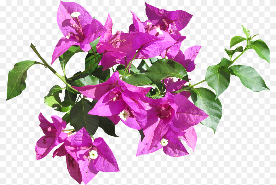 Flower Tropical Summer Garden Tropical Summer Flower, Geranium, Plant, Purple, Petal Free Png Download