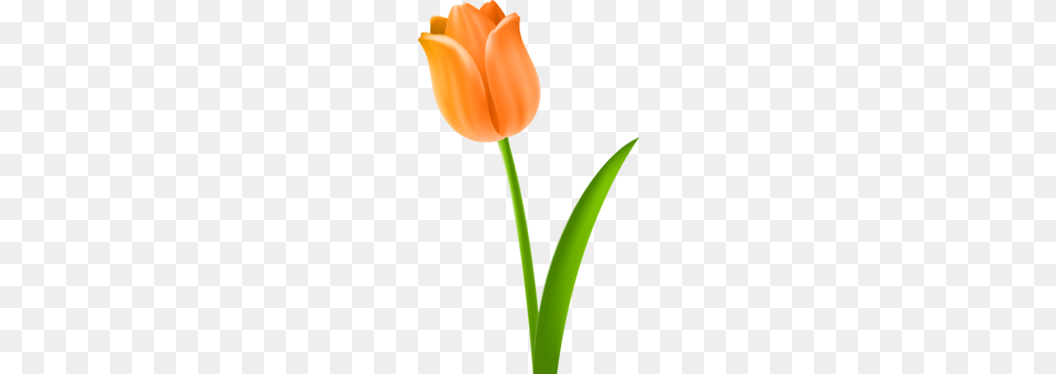Flower Tulip Festival Garden Tulip, Plant Free Png Download