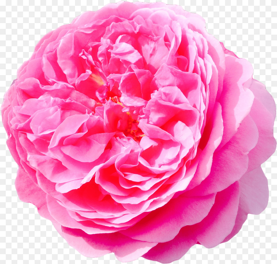 Flower Tumblr Flowers, Plant, Rose, Carnation, Dahlia Free Png Download