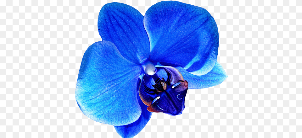 Flower Tumblr Flowers Blue Orchid Flower, Plant, Geranium, Person Free Png Download