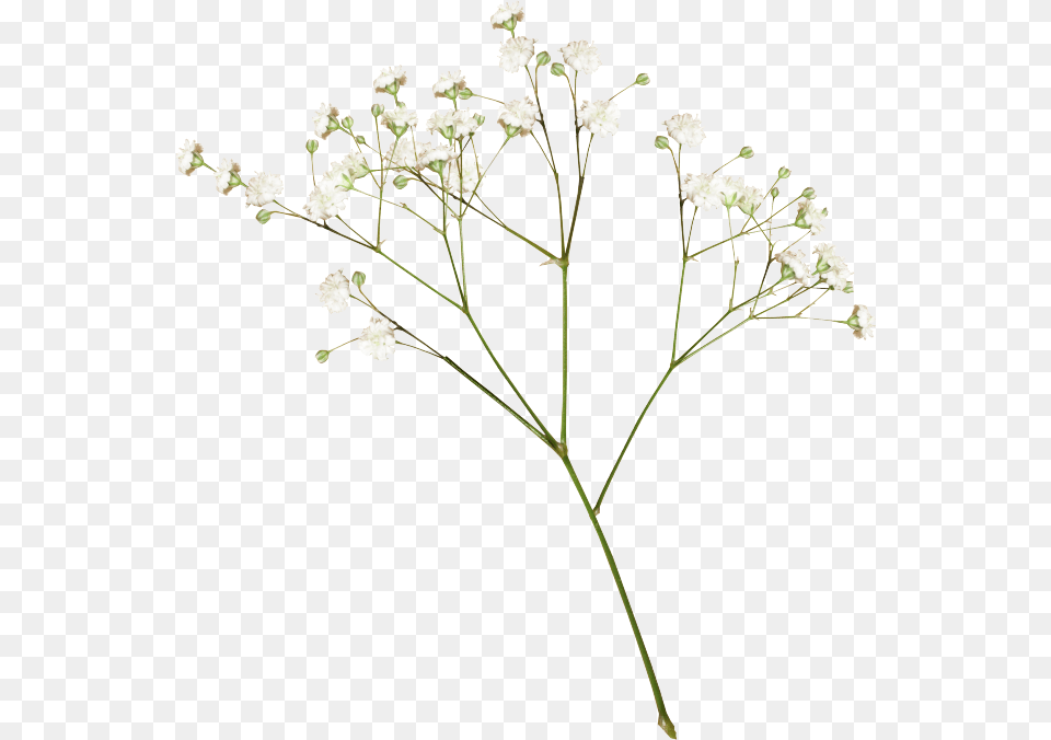 Flower Tumblr For Dried Flower, Plant, Apiaceae Png