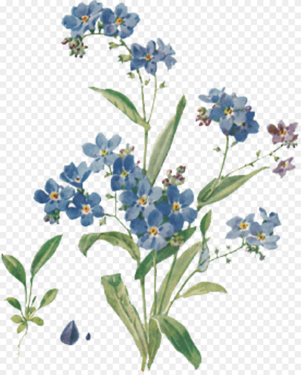 Flower Tumblr Forgetmenots Aesthetic Blue Freetoedit Forget Me Nots Transparent, Anemone, Art, Floral Design, Graphics Png