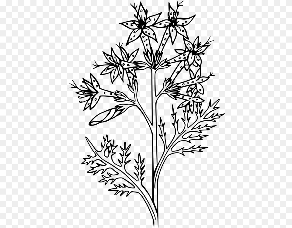 Flower Twig Poinsettia Plant Stem Plants Drawing Christmas, Gray Free Png