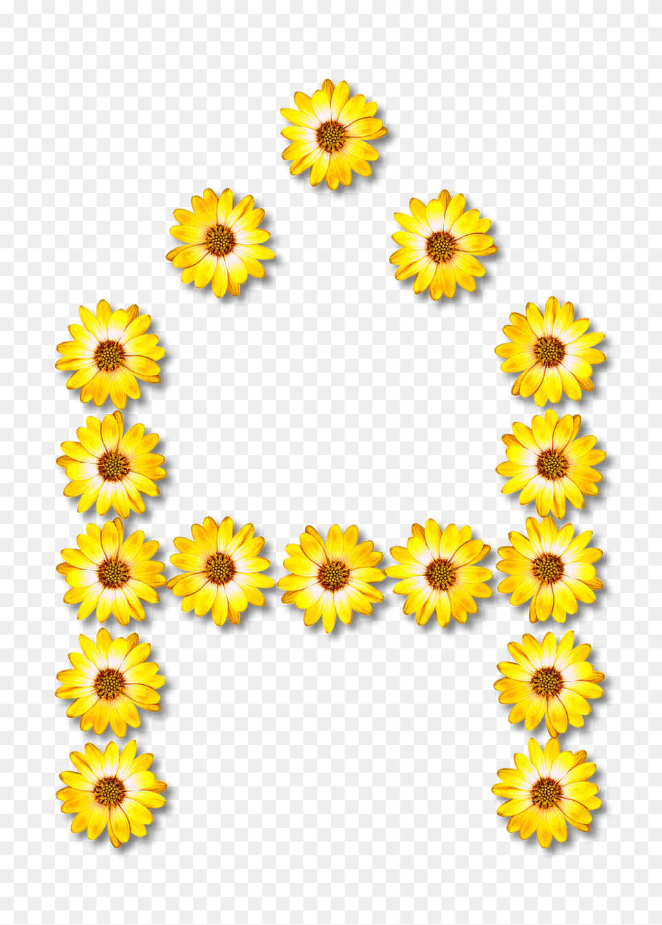 Flower Typography A Clipart, Daisy, Plant, Sunflower, Petal Free Transparent Png