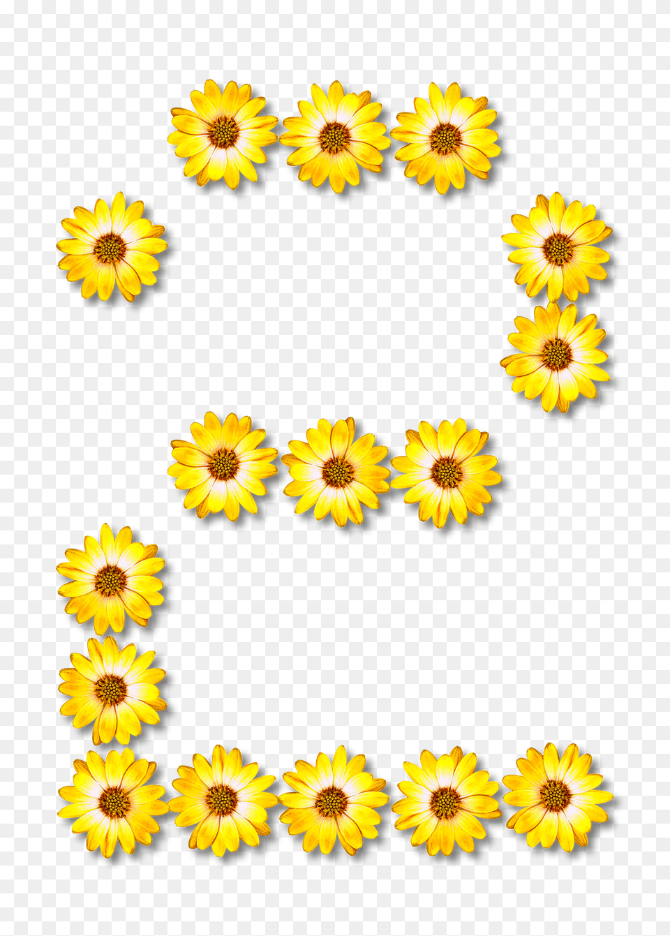 Flower Typography Clipart, Daisy, Plant, Sunflower, Petal Free Png