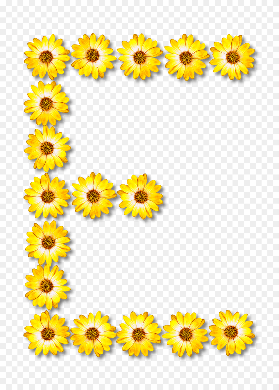 Flower Typography E Clipart, Daisy, Plant, Sunflower, Petal Png Image